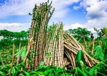 Help For Masquerade Companion | SULAIMON OLANREWAJU 