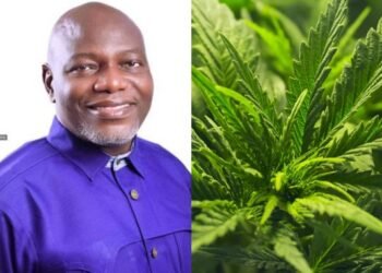 Nigeria’s Loss, South Africa’s Gain: The Medical Cannabis Industry And Cost Of Prohibition