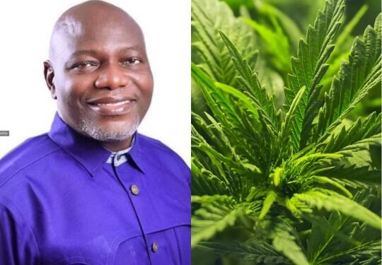Nigeria’s Loss, South Africa’s Gain: The Medical Cannabis Industry And Cost Of Prohibition