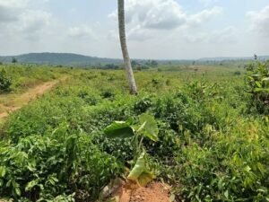 Ebumawe, Ago-Iwoye Communities Bicker Over Alleged Land-Grabbing, Harassment, Intimidation