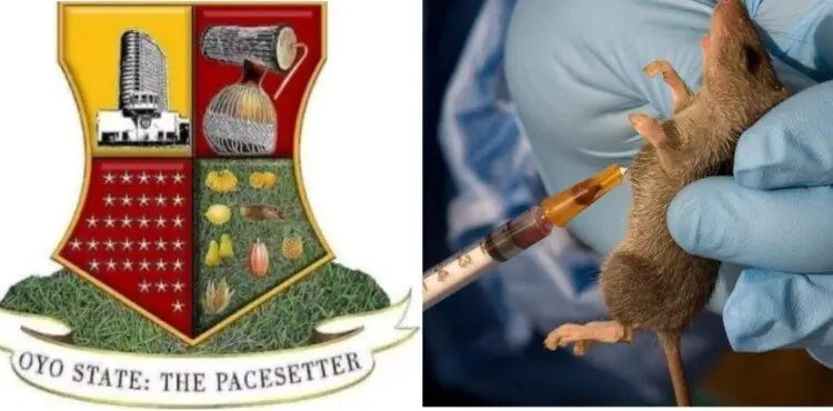 We Have Lassa Fever In Oyo State -Govt