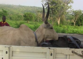 Anti-Open Grazing: OYRLEA Impounds Livestock In Iseyin