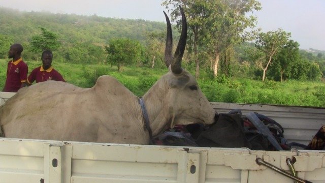Anti-Open Grazing: OYRLEA Impounds Livestock In Iseyin