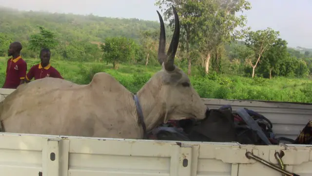 Anti-Open Grazing: OYRLEA Impounds Livestock In Iseyin